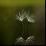 Fotografia dygotka1009 dygotka1009