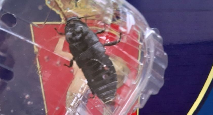 Nowa maskotka Mokotowa? Robak uratowany przez strażników.