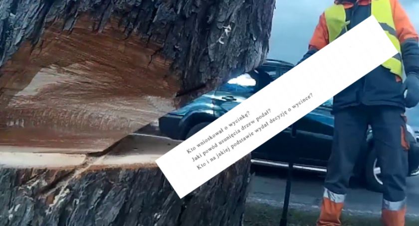 Wycinają drzewa przy al. Niepodległości! 