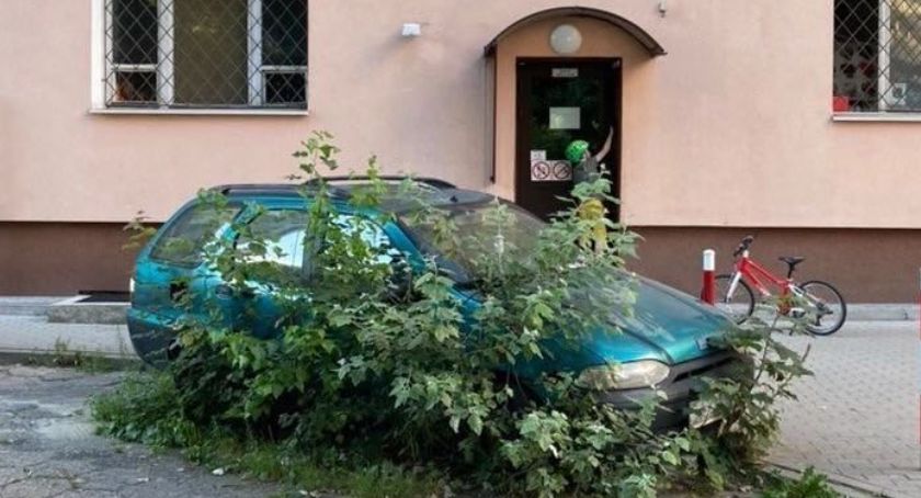 wrak samochodu wrastający w ziemię