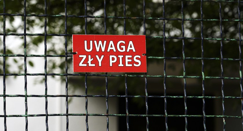 zdjęcie zły pies 