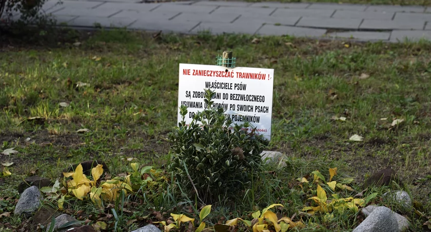 zdjęcie psie odchody 