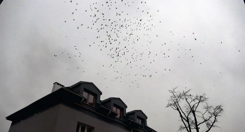 zdjęcie ptaki 
