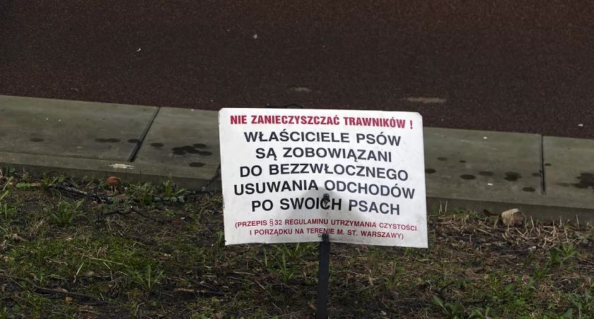 zdjęcie trawnik 