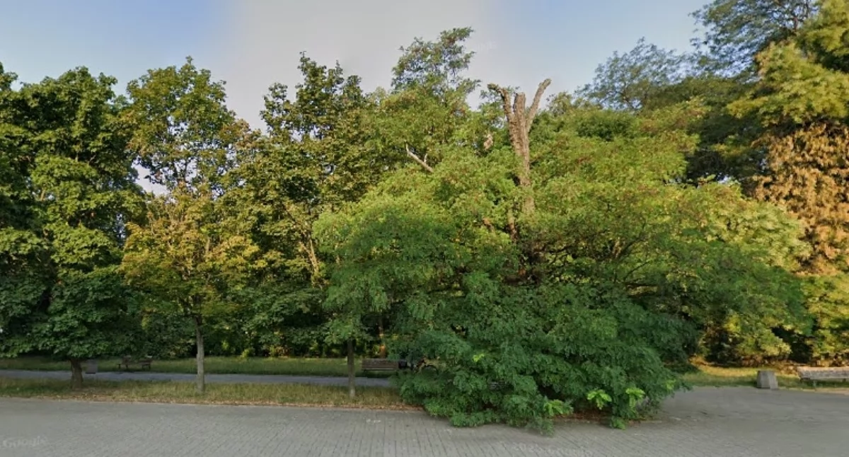 Zieleń, NAJLEPSZE MIEJSCA WIOSENNEGO SPACEROWANIA Mokotowie! - zdjęcie, fotografia