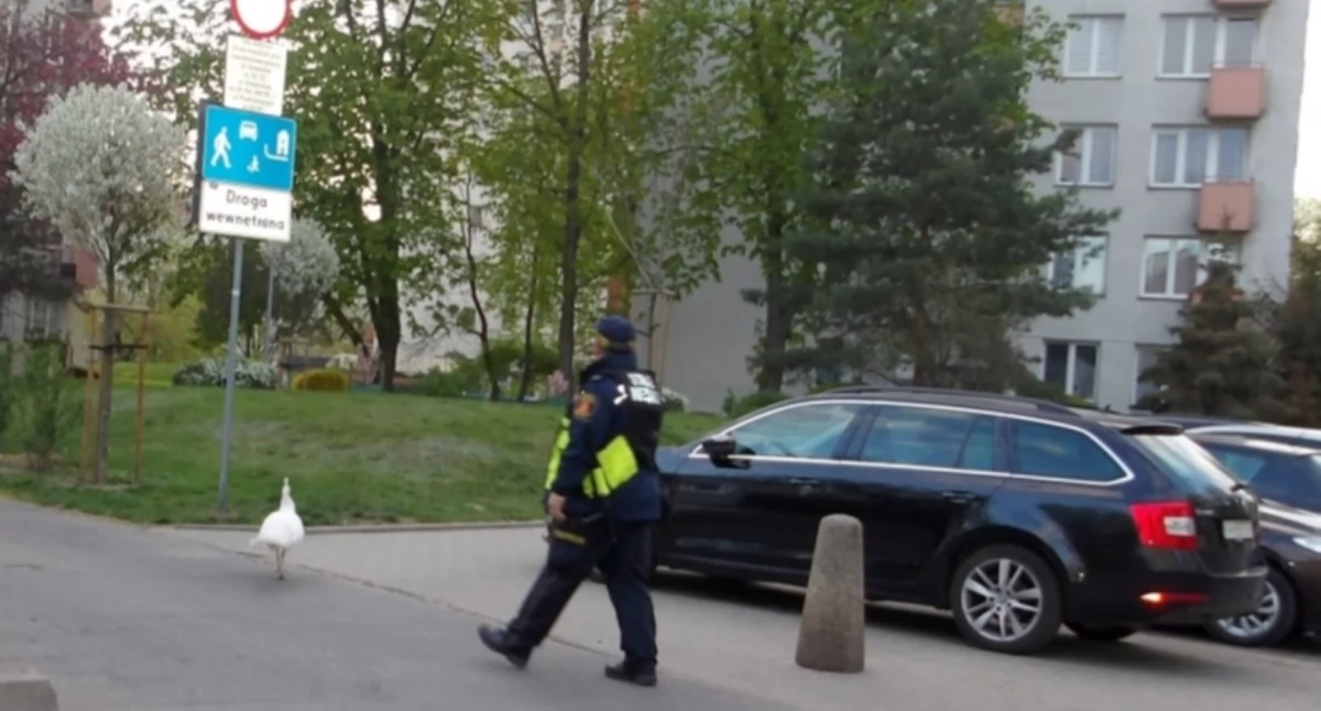 Zwierzęta, Niezwykle WYJĄTKOWY spacerował Mokotowie ESKORTA - zdjęcie, fotografia