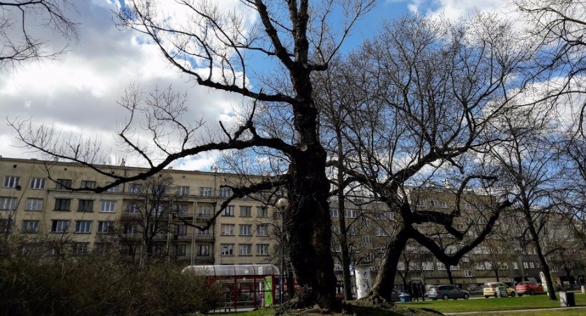 Gdzie stoi to piękne stare drzewo? Podpowiemy tylko, że na Starym Mokotowie…