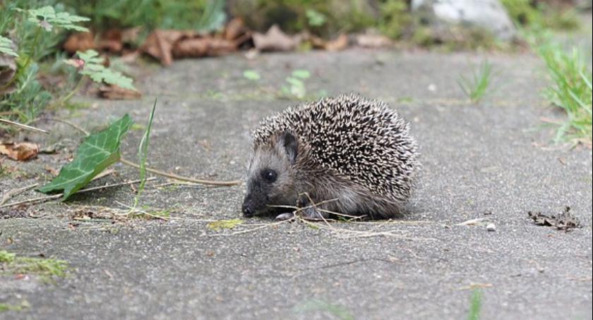 Jeż na letnim spacerze między Parkiem Szustrów a Morskim Okiem - bez znaków drogowych