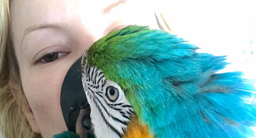 Oksana Volska woła na Facebooku: - Zaginęło moje drugie dziecko, papuga Charlie!