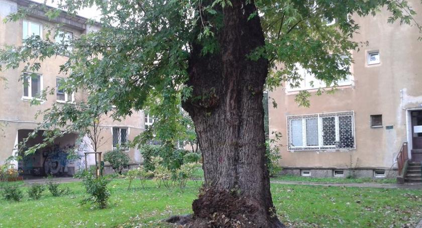 O czym szumią drzewa na Mokotowie? Dziś (10 października br.) w Big Book Cafe przy ul. Dąbrowskiego 81