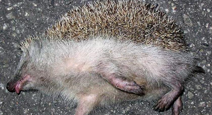 To nie był jeż z mokotowskich parków, ale jego śmierć poruszyła nas niezwykle, bo to mógł być on!