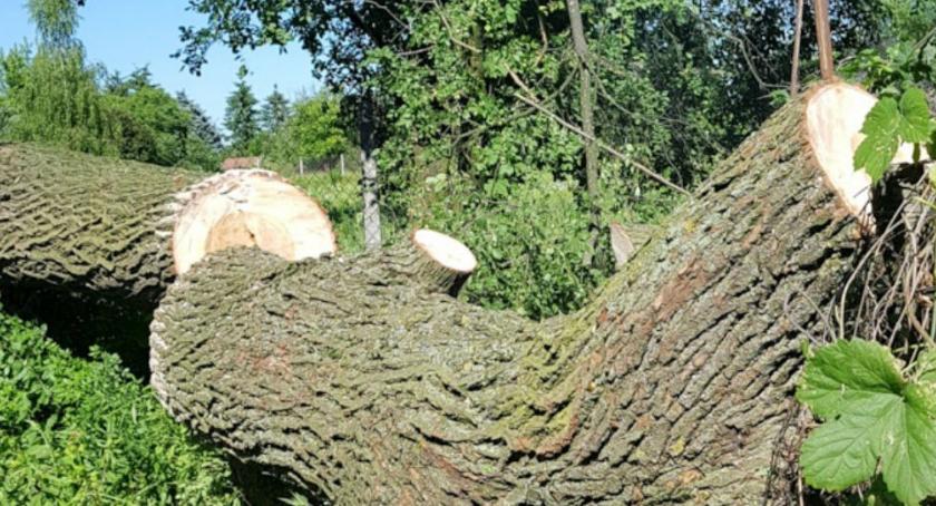 Rozłupane drzewo przy ul. Bernardyńskiej. Odpadł potężny konar. Dlaczego? Teorie są różne…