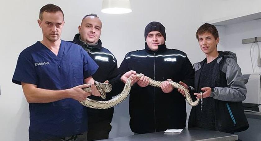 Pyton tygrysi wreszcie odnaleziony! Koniec epopei, akurat na cisze wyborczą...