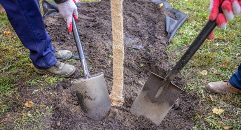 Sąsiedzi sadzą drzewa – na sąsiednich osiedlach i w bliskich sobie dzielnicach