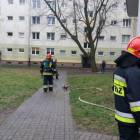 Fotka nr 2 z 5