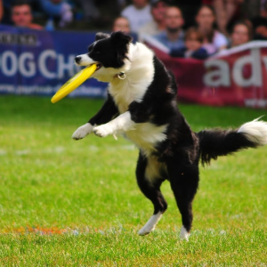 weterynarz Mokotów, akcesoria dla zwierząt Mokotów | iMokotow.pl