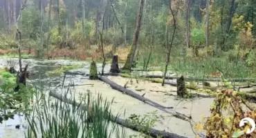 Kampinoskie bagna - spotkanie z ekspertem na Mokotowie